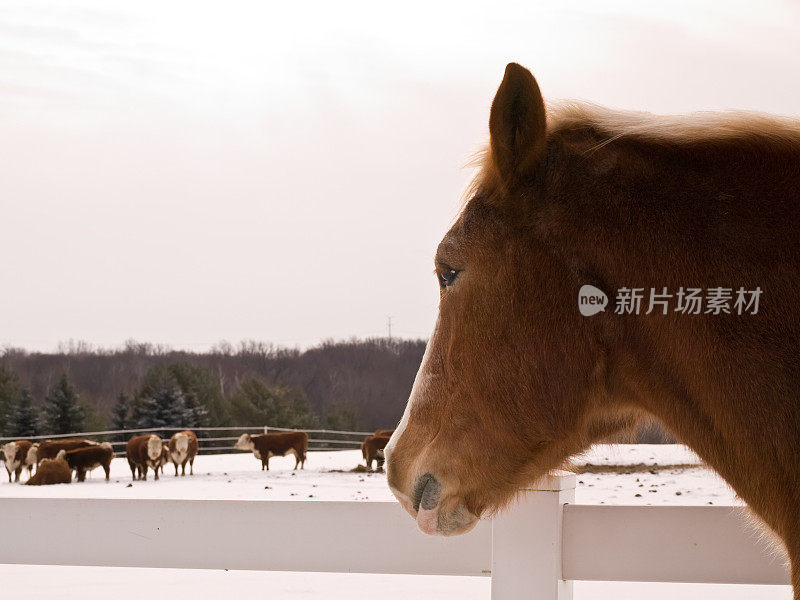 役用马看牛