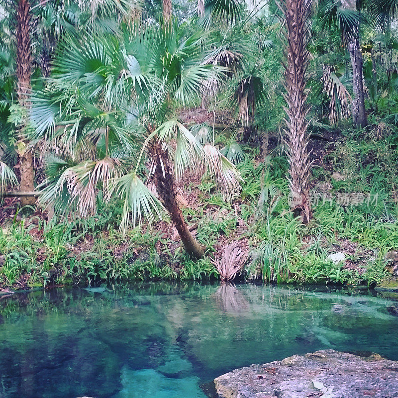 佛罗里达中部的棕榈树由淡水岩泉景观