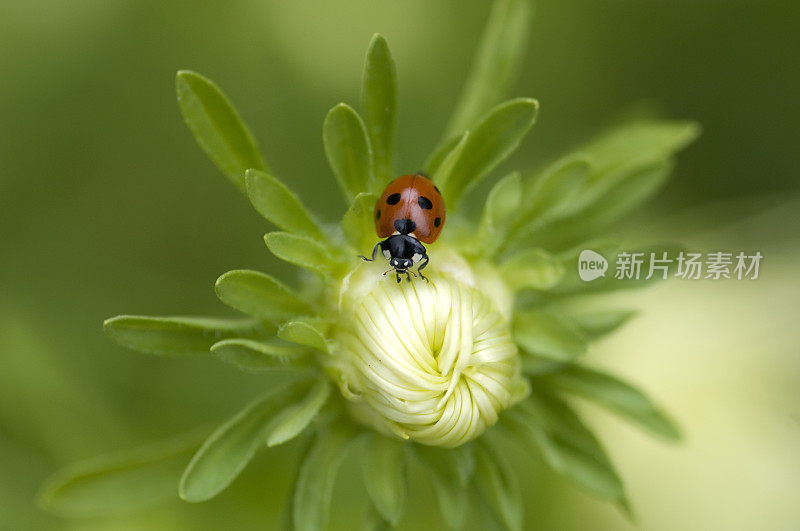 瓢虫在绿色的花蕾上