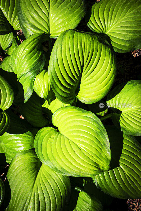 玉簪属草本植物叶子