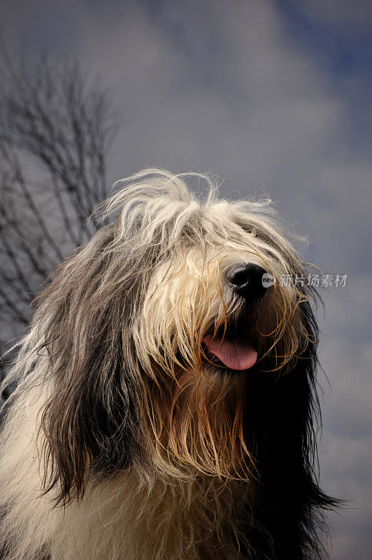 古代长须牧羊犬