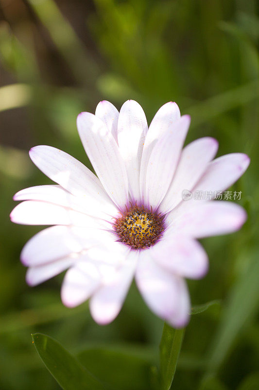 花园里的雏菊