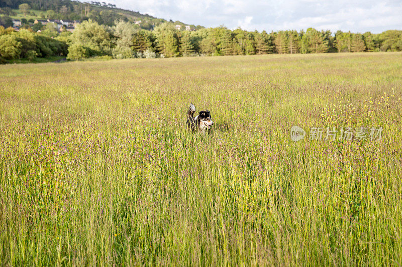 狗在金色的田野里奔跑