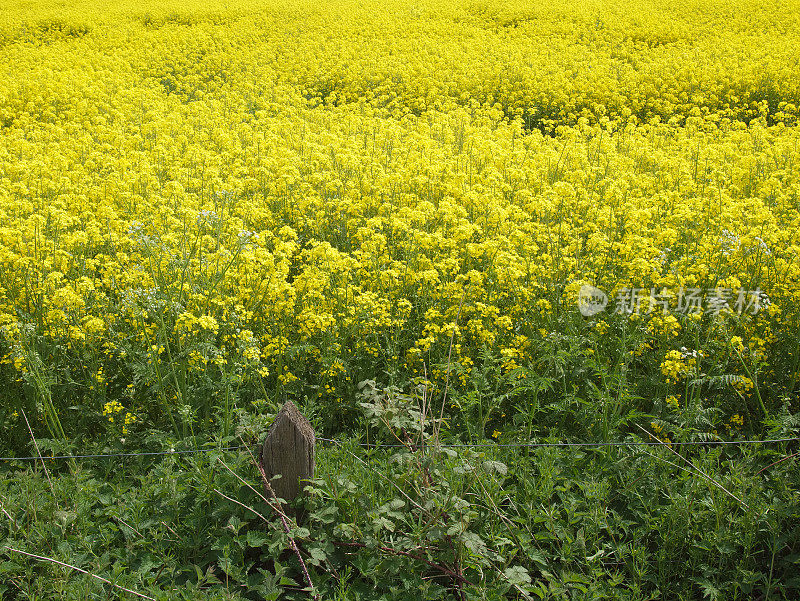 油菜