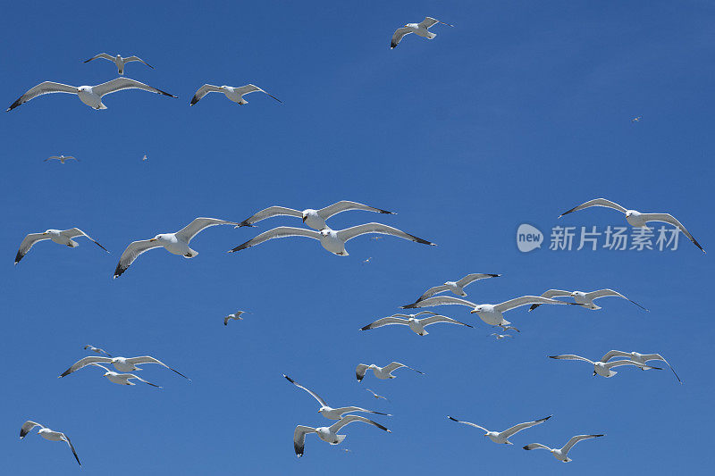 加利福尼亚海鸥在头顶飞过