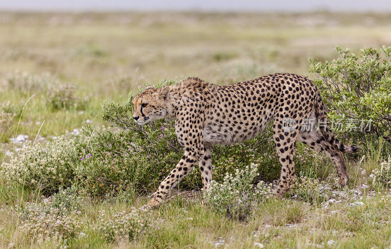 野生猎豹，美洲针鼹，纳米比亚，非洲