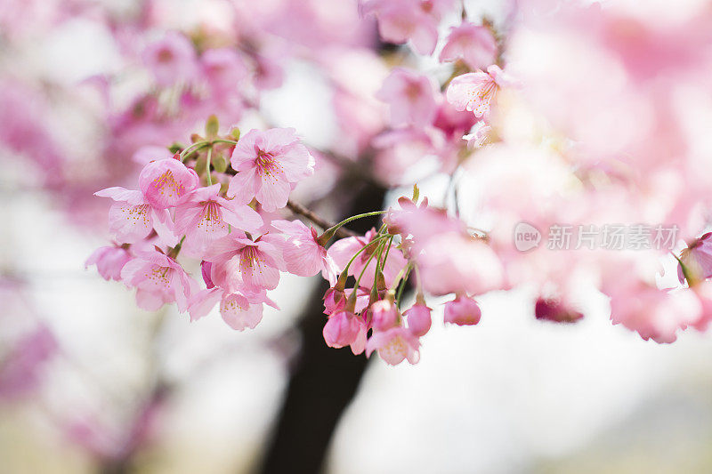 樱花是粉红色的樱花