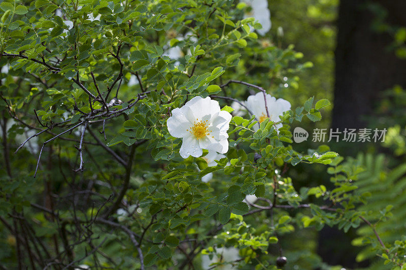 罗莎pimpinellifolia