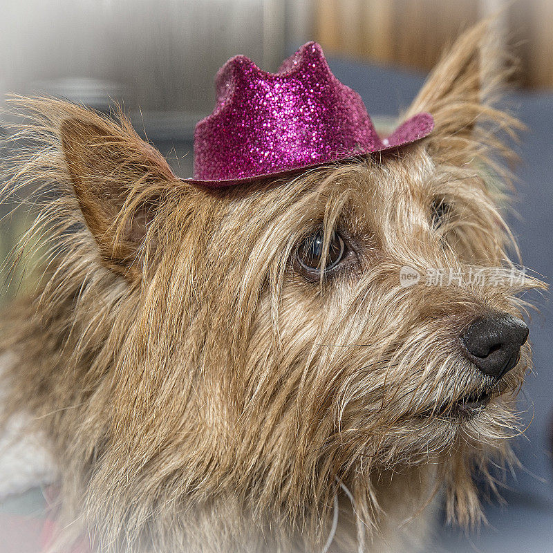 戴着粉色帽子的诺维奇梗犬