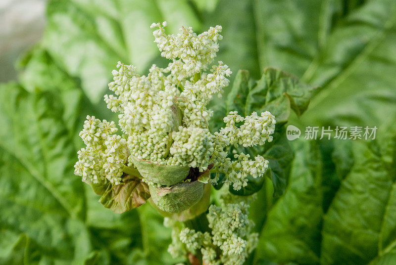 开花大黄(大黄)