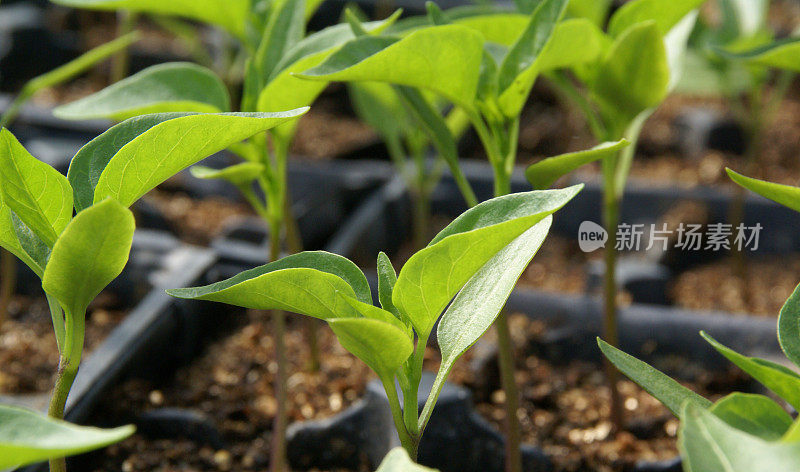 胡椒移植日益增长