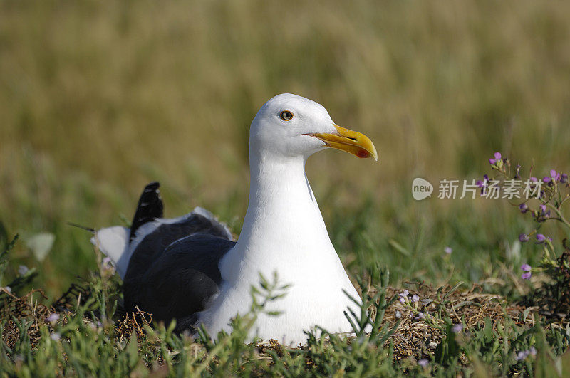 嵌套加利福尼亚海鸥