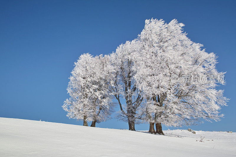 黑森林冬天的雪景