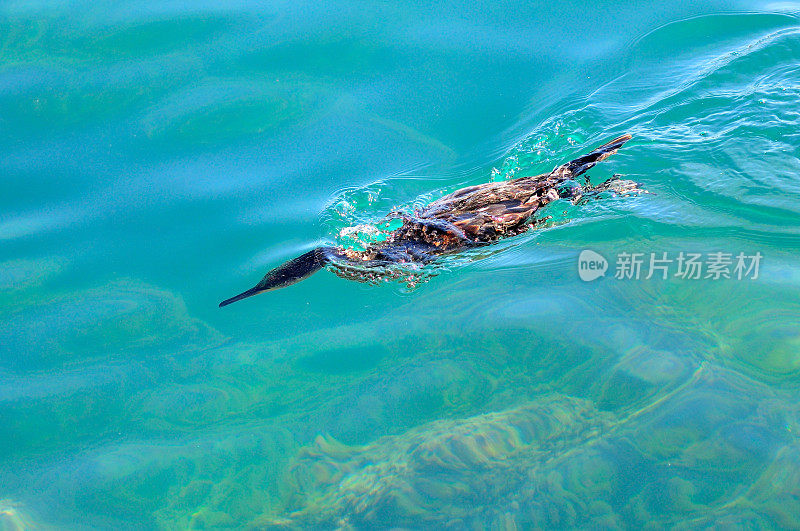 鸬鹚在水里