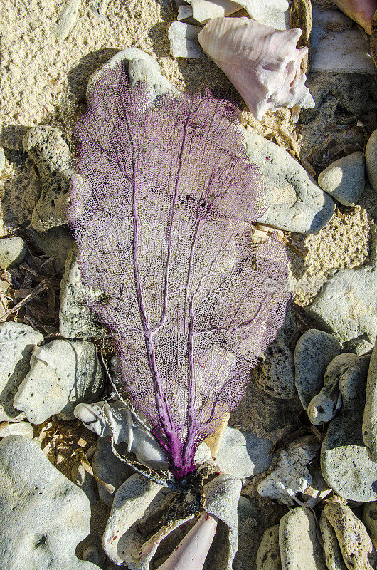 紫色的海扇