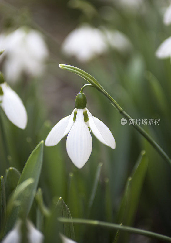 雪花莲