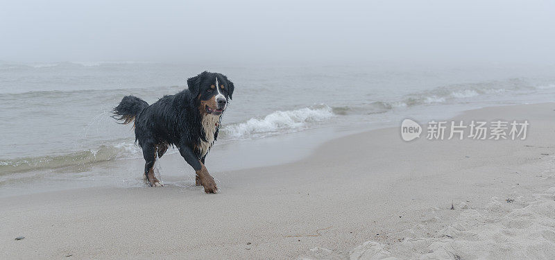 比利时曾嫩猎犬在波罗的海的海滩上玩耍