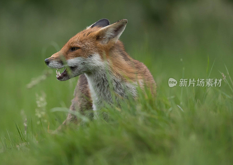 狐狸