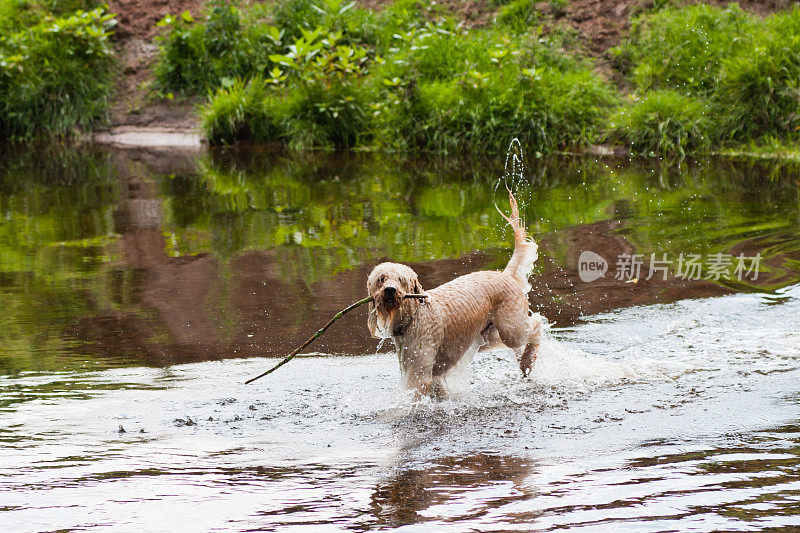 拉布拉多犬在河里玩耍