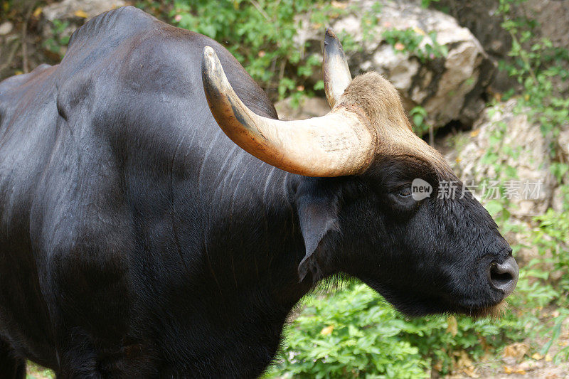 雄性Gaur或Seladang看起来像黑色水牛侧视图