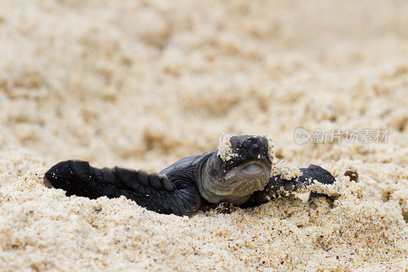 刚孵化的加拉帕戈斯绿海龟