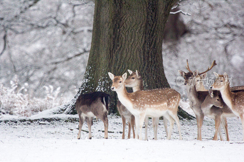 英国诺尔公园的休闲鹿