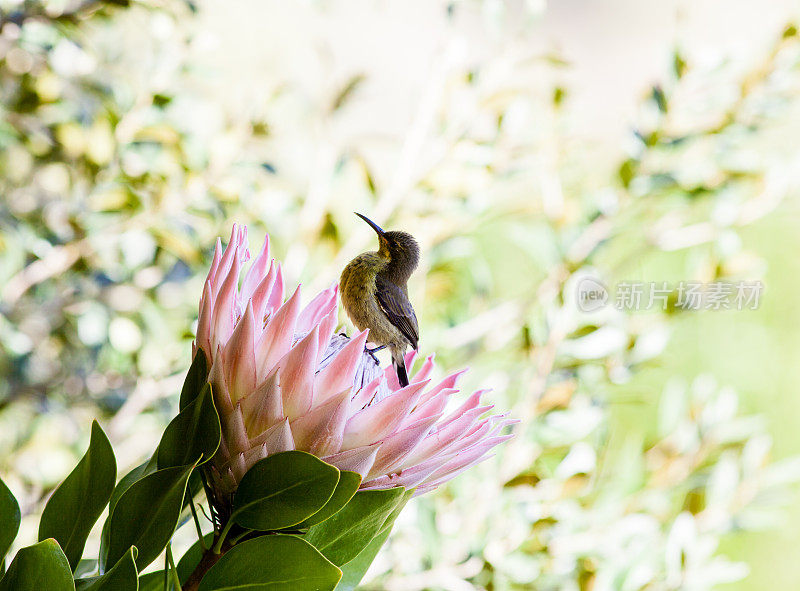 孔雀石太阳鸟在protea花上