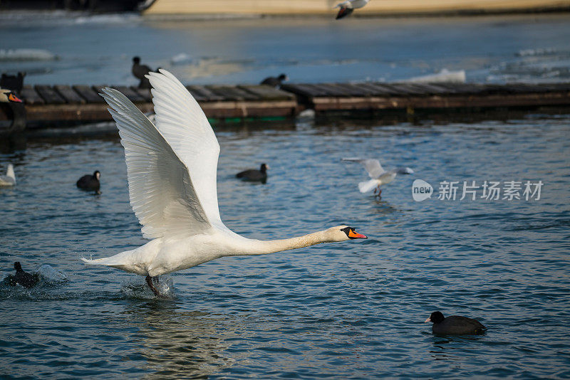 多瑙河天鹅