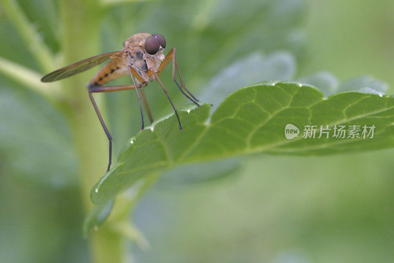 Bug休息