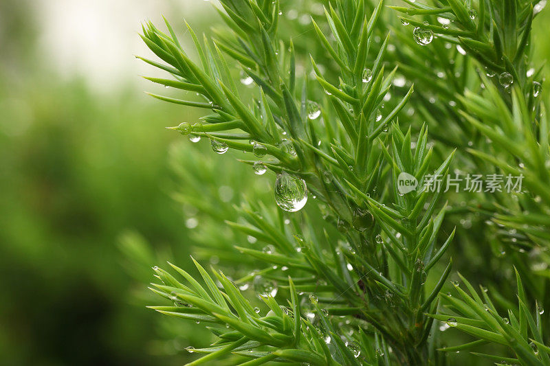 雨滴落在新鲜的松树上