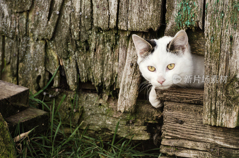 奇怪的猫