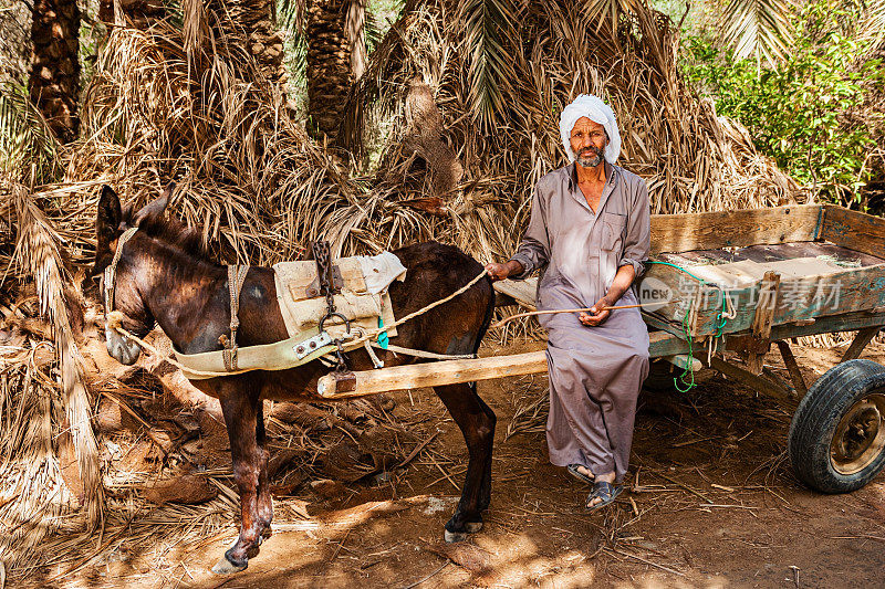 一名骑着驴车的穆斯林男子，西瓦绿洲，撒哈拉