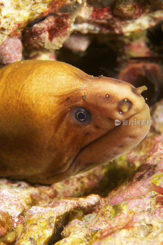 黄条海鳗