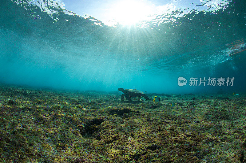 阳光照亮了水下的海龟