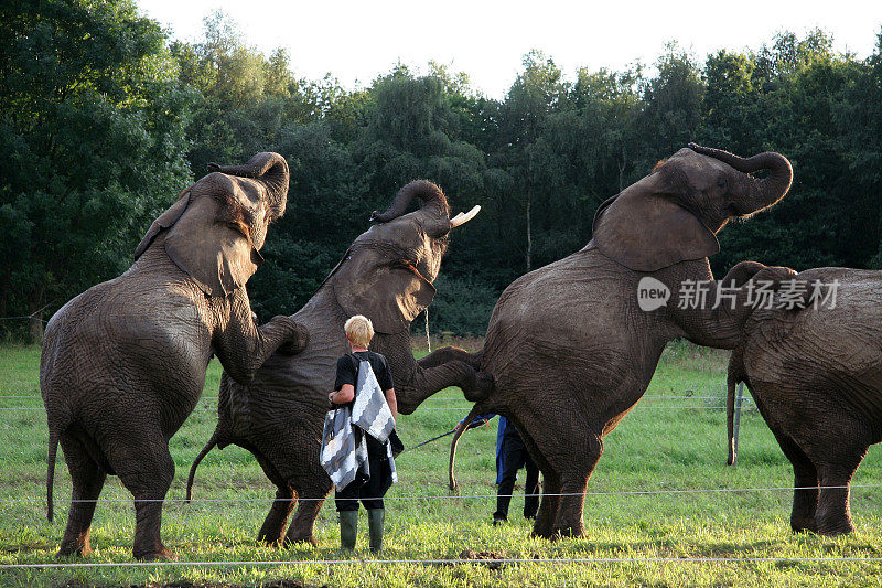 大象在马戏团表演前训练技巧