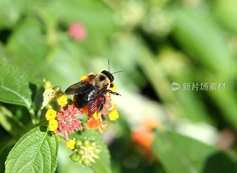 蜜蜂的特写镜头