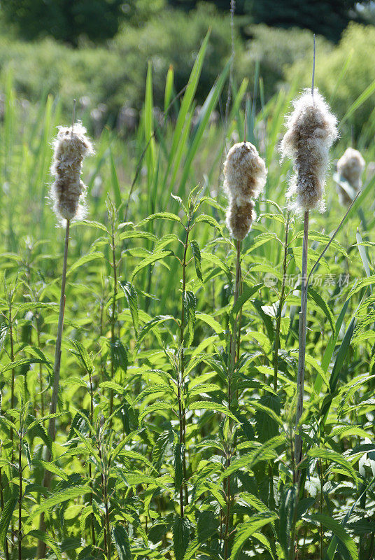 cattails-seed传播阶段