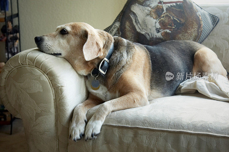 小猎犬坐在沙发上