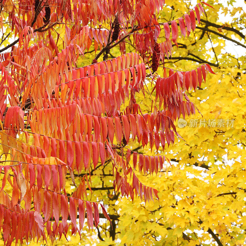 秋天的色彩在公园里。
