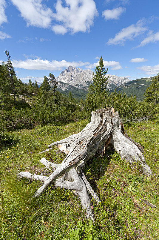 阿尔卑斯山上的草地和树干