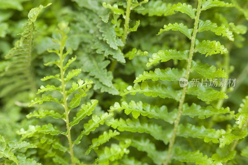 蕨类植物