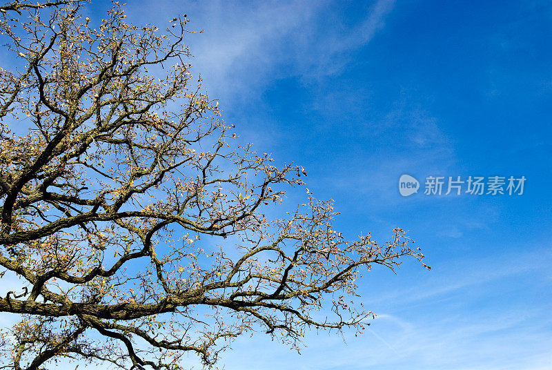 秋天树木映衬着蓝天