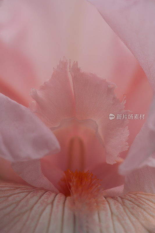 微距的粉红色须鸢尾花