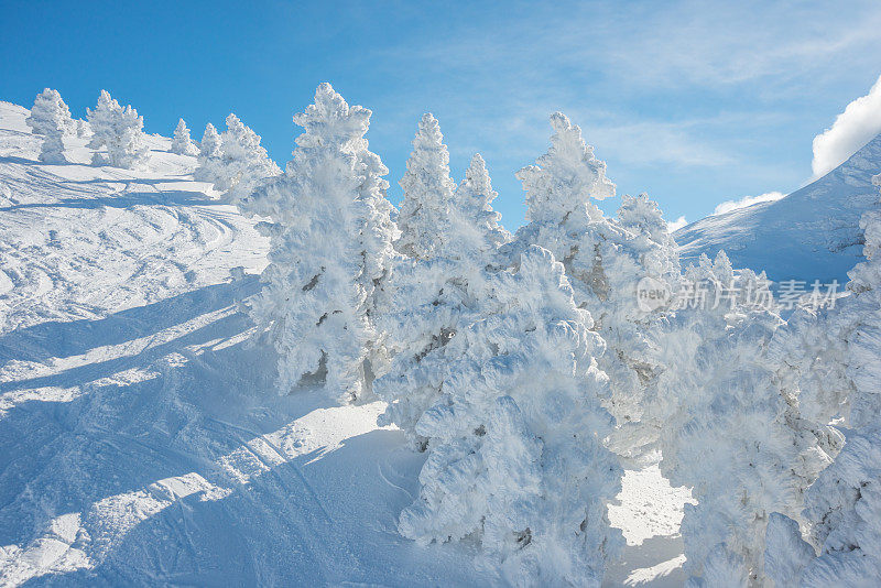 冬季景观与雪和树