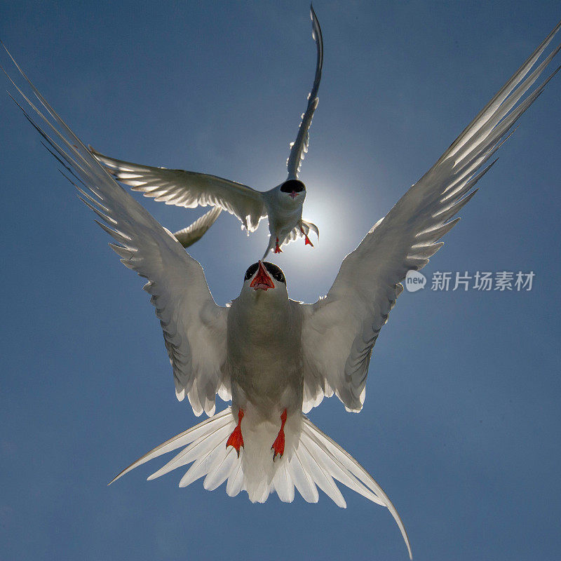 北极燕鸥