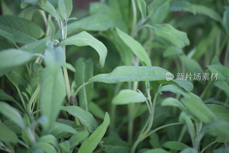 花园里的鼠尾草