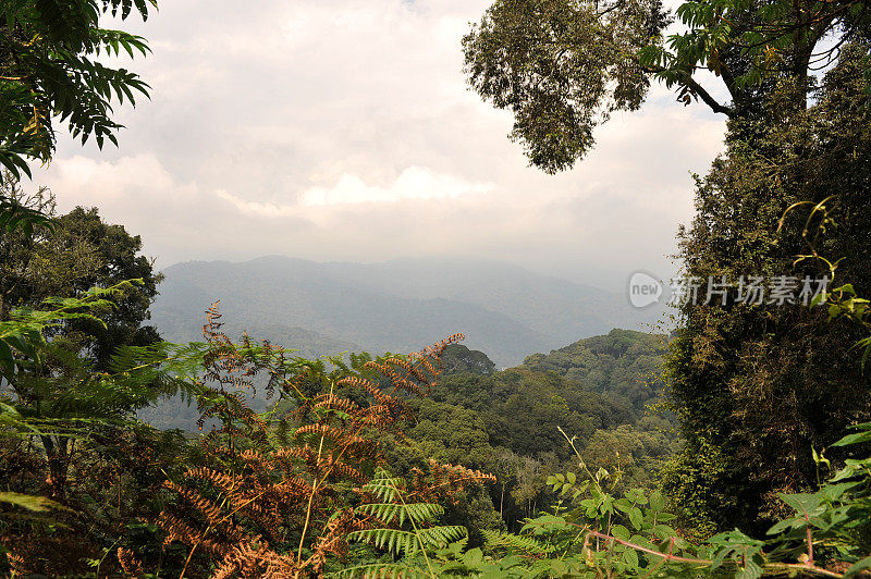 卢旺达:Nyungwe雨林