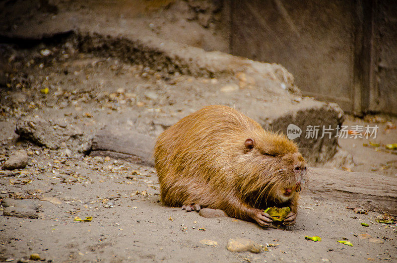 水獭(Coypus)