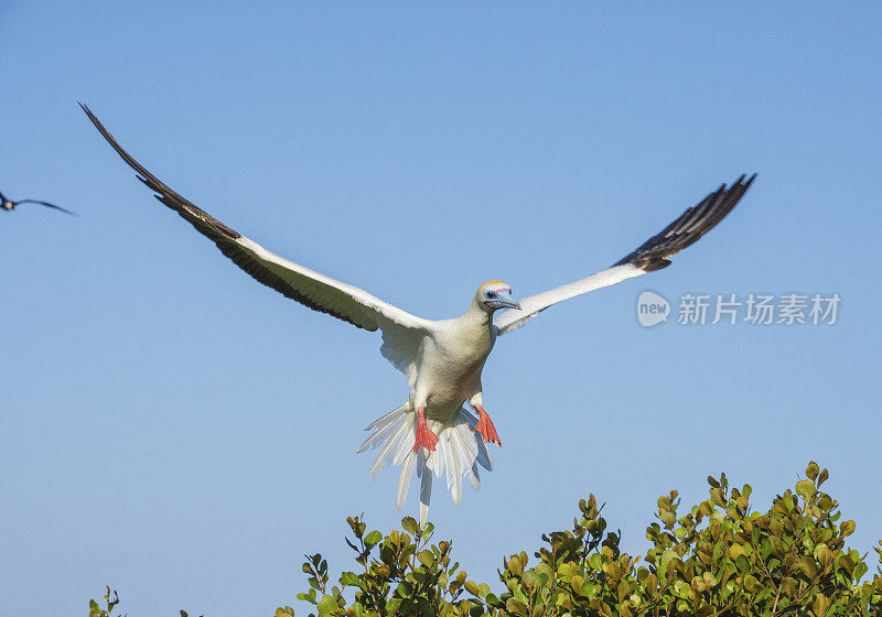 塘鹅降落