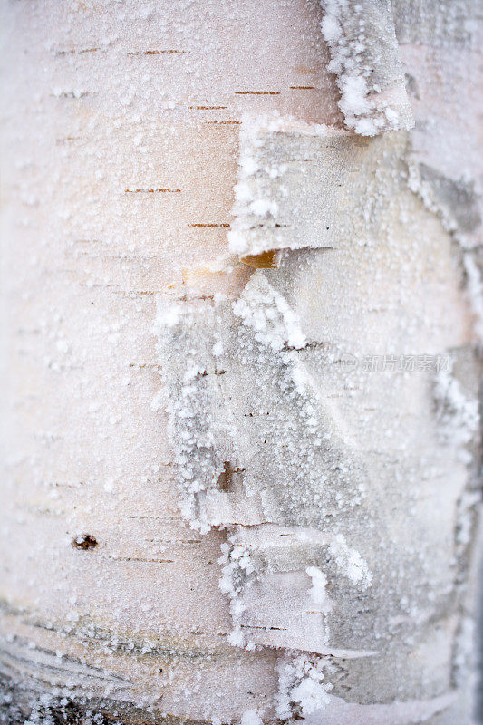 霜桦树皮